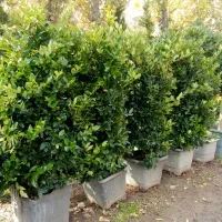 درخت.نهال.گل و گیاه.کاج.شمشاد خاک کود سم