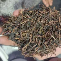 فروش انواع چایی|عمده‌فروشی|لاهیجان, لیالستان|دیوار