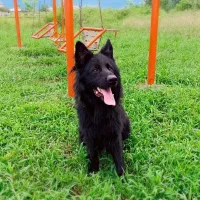 سگ ژرمن بلک نر