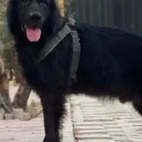 واگزاری رایگان سگ ژرمن|سگ|سنگر, |دیوار