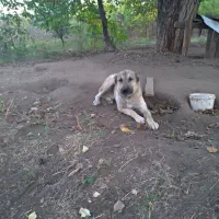 کانگال میکس