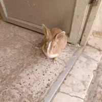 خرگوش