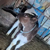 گاو شیرده با گوساله ماده