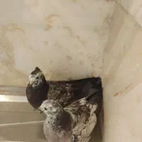 کبوتر|پرنده|محلات, |دیوار