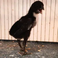 مرغ خروس جوجه لاری اوشامو تخم نطفه دار|حیوانات مزرعه|تبریز, |دیوار