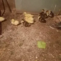 جوجه اردک اسراعیلی