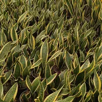 گل اپارتمانی|خدمات باغبانی و درختکاری|فلاورجان, |دیوار