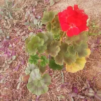 گل وگیاه|گل و گیاه طبیعی|بن, |دیوار