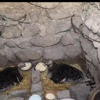 بوقلمون|حیوانات مزرعه|مشگین شهر, |دیوار