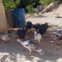 بوقلمون|حیوانات مزرعه|ایذه, |دیوار