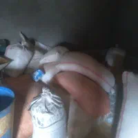 کاه|لوازم جانبی حیوانات|بیرانوند, |دیوار