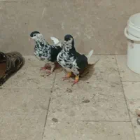 چپ افشون|پرنده|مشهد, ایوان|دیوار