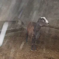 بره نر افشار|حیوانات مزرعه|خنداب, |دیوار