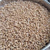 گندم آبی پیشگام|گل و گیاه طبیعی|قیدار, |دیوار