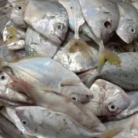 مخلوطی موجود