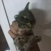 خرگوش ۲۵ روزه