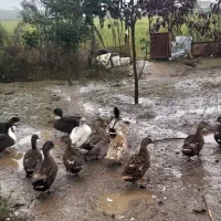 جوجه شاخدار،،اردک نمایی  پروازی