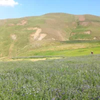 فروش یونجه