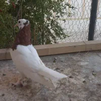 طوقی|پرنده|خمینی‌شهر, |دیوار
