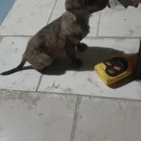 واگذاری حیوان خانگی