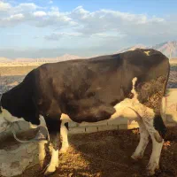 گاو سمینتال