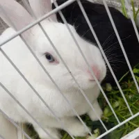 خرگوش خونگی