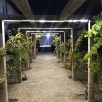 سالن و تالار عروسی|خدمات پذیرایی، مراسم|تبریز, |دیوار