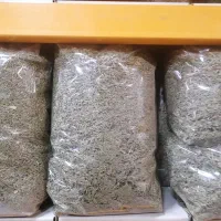 مرزه عطری تمیز