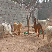 انواع گوسفند|حیوانات مزرعه|بم, |دیوار