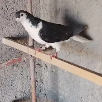 کبوترطوقی پلاس دوکتی وموجوده