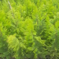 نهال لاوسون|گل و گیاه طبیعی|نوشهر, |دیوار