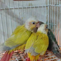 ردچیک|پرنده|اسفراین, |دیوار