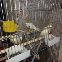 فروش عروس هلندی