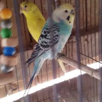 4عددمرغ عشق|پرنده|نقده, |دیوار