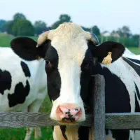 نیازمند یک کارگر همراه خانواده برای چوپانی