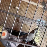 عروس هلندی مرواریدی سینامون