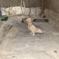 نرم سرور