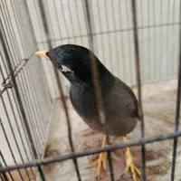 مرغ مینا یک ساله|پرنده|رودهن, |دیوار