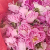 گل محمدی خوش عطر
