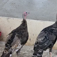 بوقلمون جوان