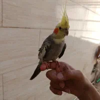 عروس هلندی ماده فروش فوری