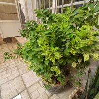 گل طبیعی|گل و گیاه طبیعی|مشهد, نوغان|دیوار