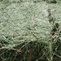یونجه سوزنی درجه یک