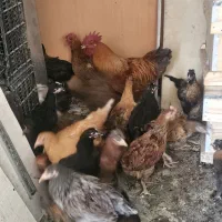 مرغ و خروس حراج