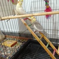 یک جفت عروس هلندی