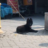 سگ ژرمن بلک