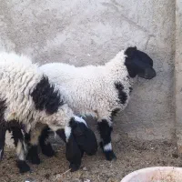 میش لتکی و بره|حیوانات مزرعه|سیب و سوران, |دیوار