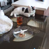 گربه نر هفت ماهه|گربه|فشم, |دیوار