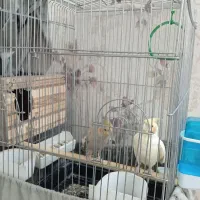 یک جفت عروس هلندی باقفس و لانه