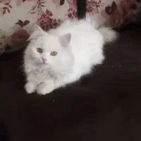 پرشین باردار